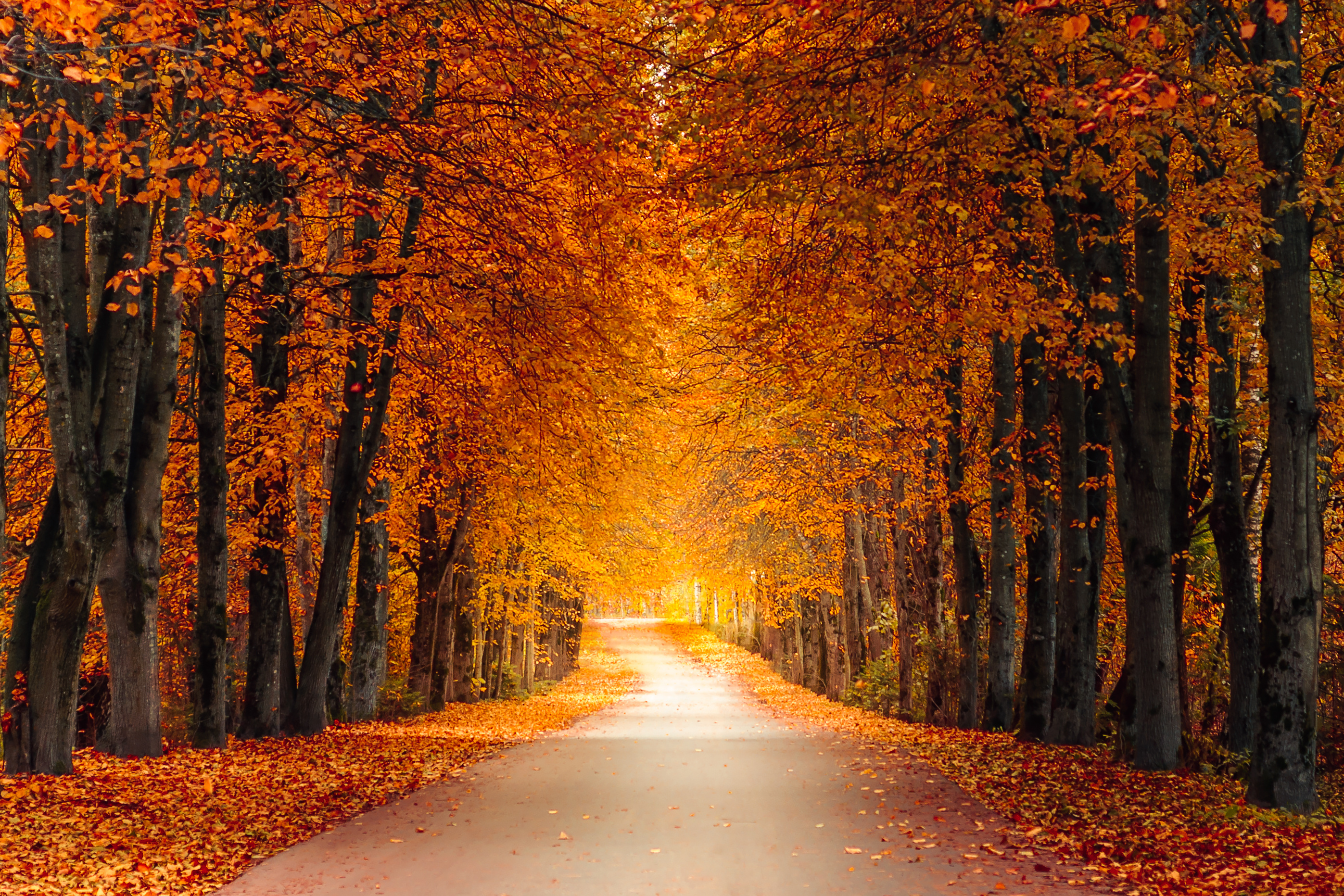 A trail through the woods, adorned with orange and red-leafed trees