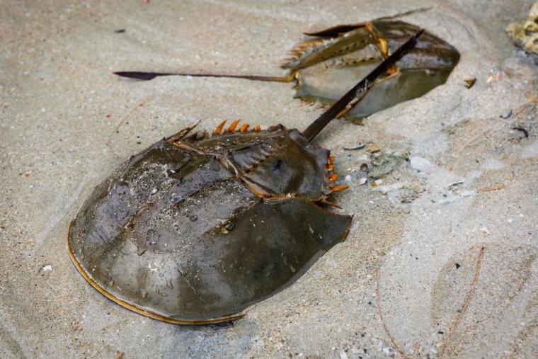 Horseshoe Crabs
