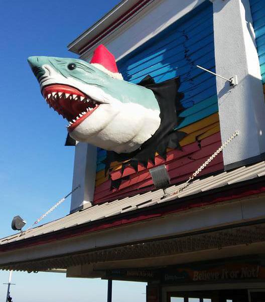 Fake shark sticks out from the wall of Ripley's Believe It or Not, Ocean City, MD
