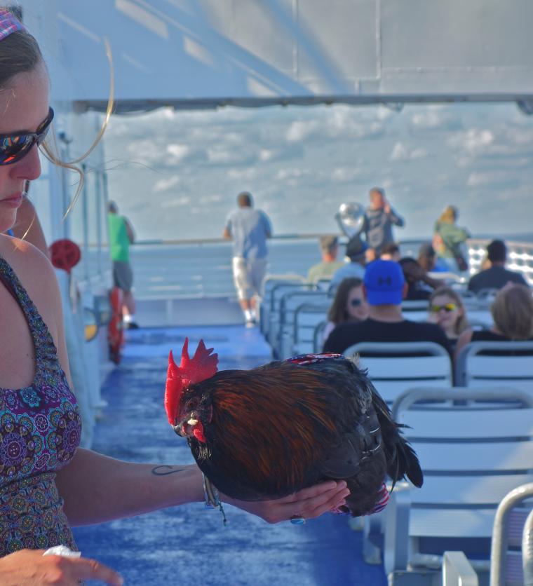 A rooster rides the Cape May-Lewes Ferry with his owner