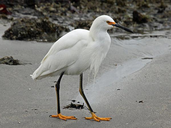 Snowy egret
