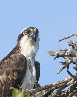 An osprey nesting, a common sight in Cape May County, NJ