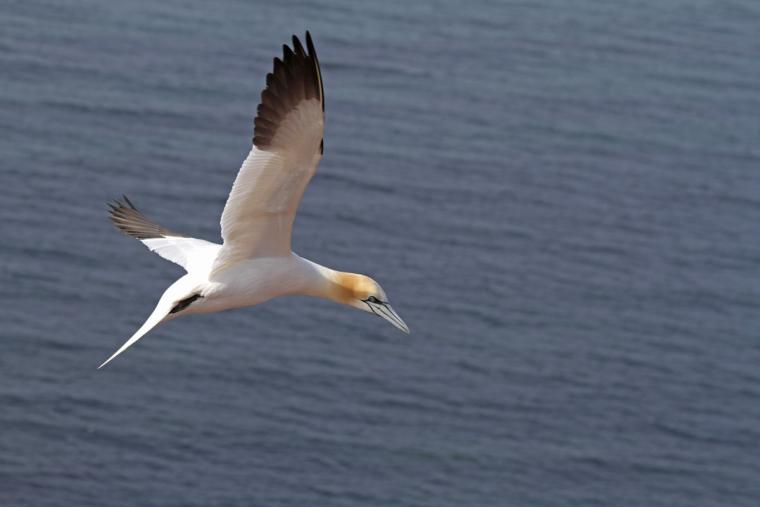 A Gannet flies above the water