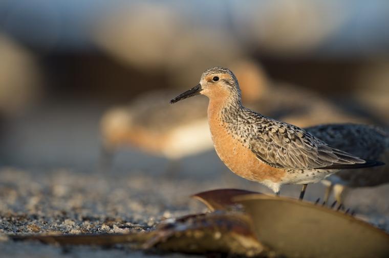 Red Knot standing over a flipped horseshoe crab