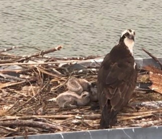 mother Osprey with two baby chicks at the Lewes dock June 2020
