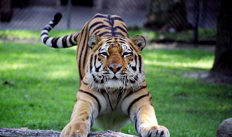 Tiger stretching under the shade at the Cape May County Park & Zoo | CMLF