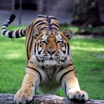 Tiger stretching under the shade at the Cape May County Park & Zoo | CMLF