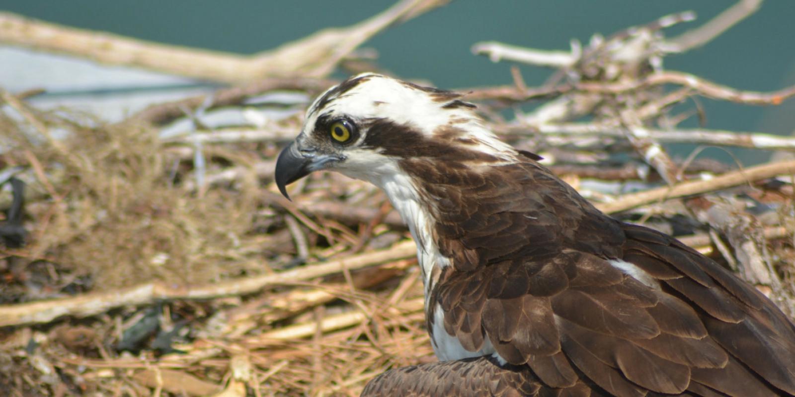 Wildlife Seen From the Ferry