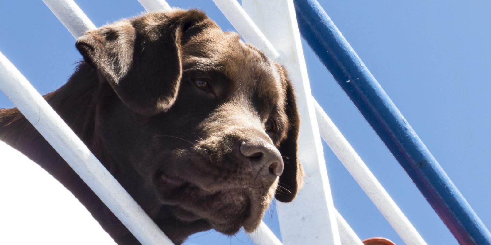 dog looking through fence