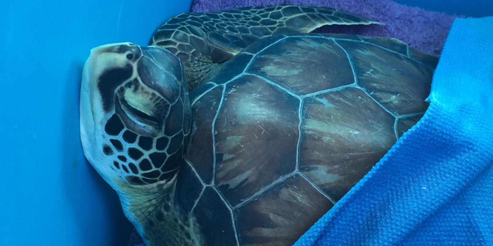 Marine Life Rescue Heroes