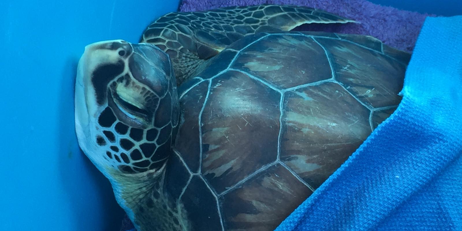 Rescued sea turtle being transported back home on the Cape May-Lewes Ferry.