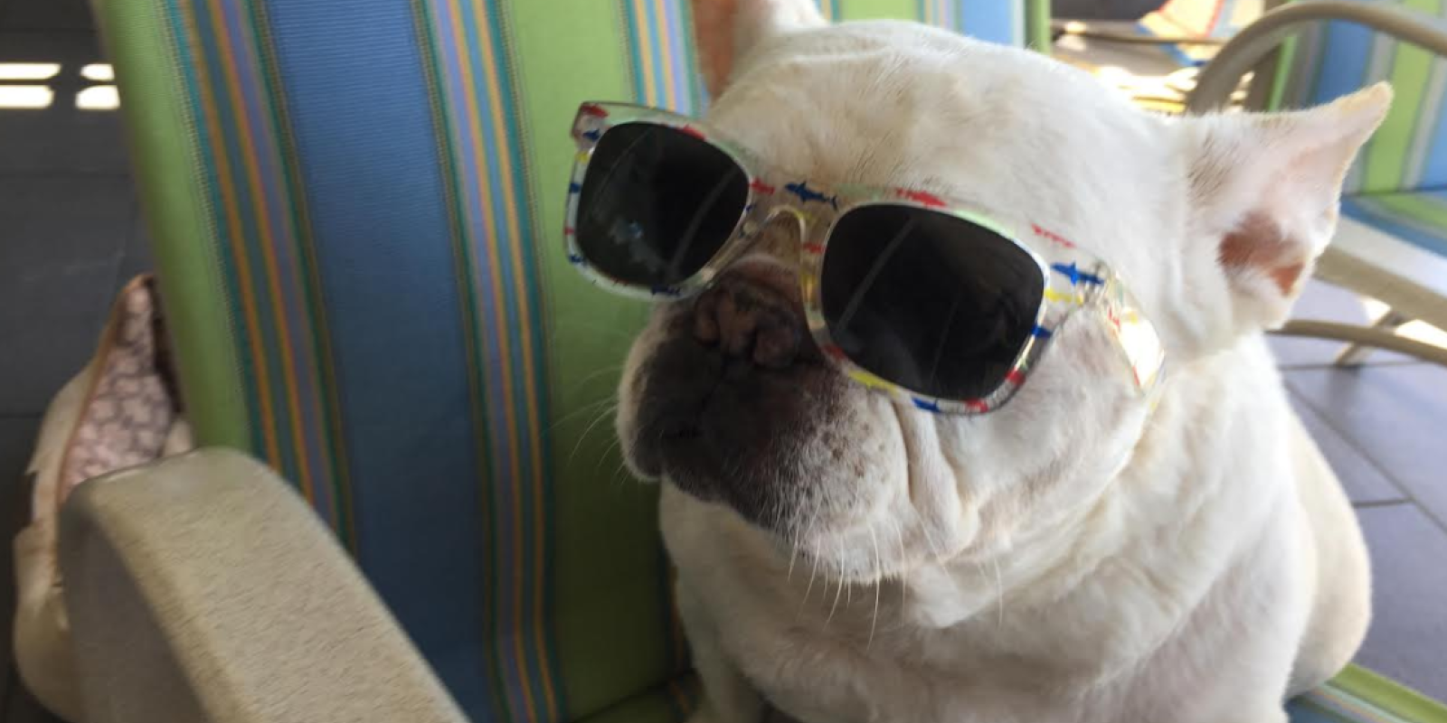 Doggie Destinations: Cape May