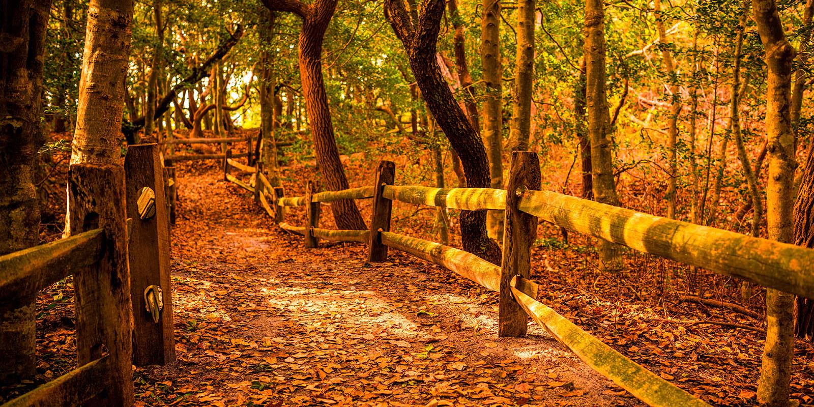 Where to View Fall Foliage in NJ and DE