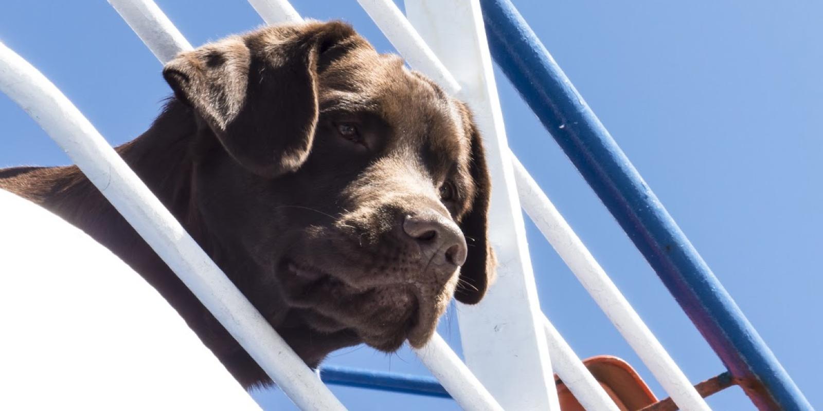 A chocolate lab enjoys the view aboard the Cape May-Lewes Ferry, a pet-friendly travel option