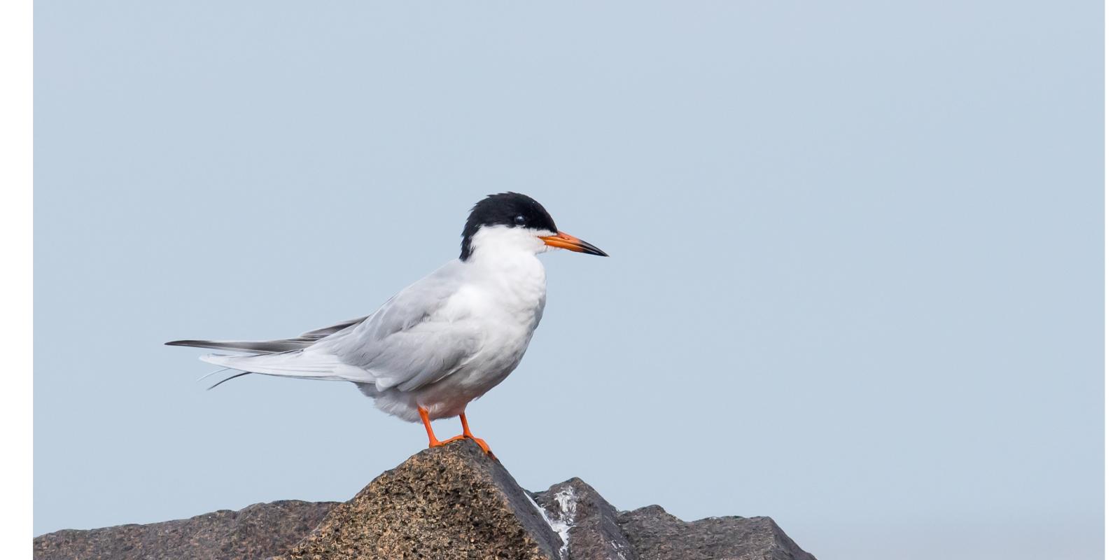 Fosters_Tern_bird_perched_spring2018