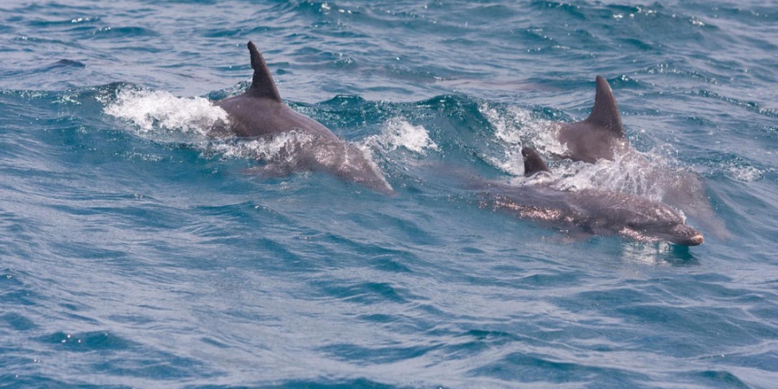 A pod of dolphins swimming