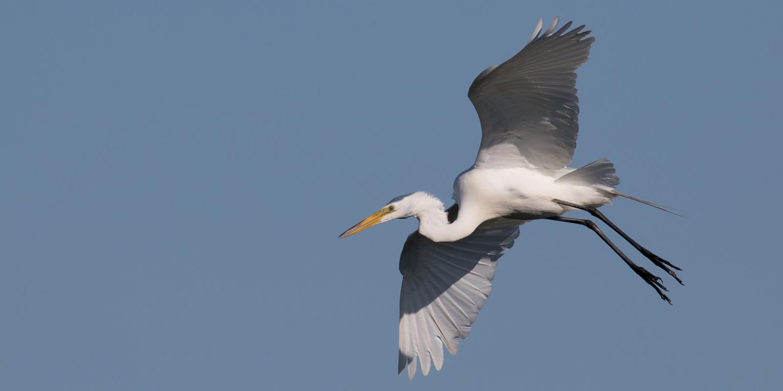 a bird soars over the Delaware Bay