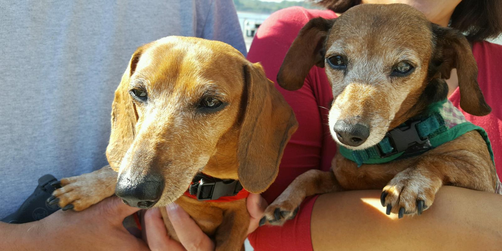 Dogs traveling with their owner on the Cape May-Lewes Ferry