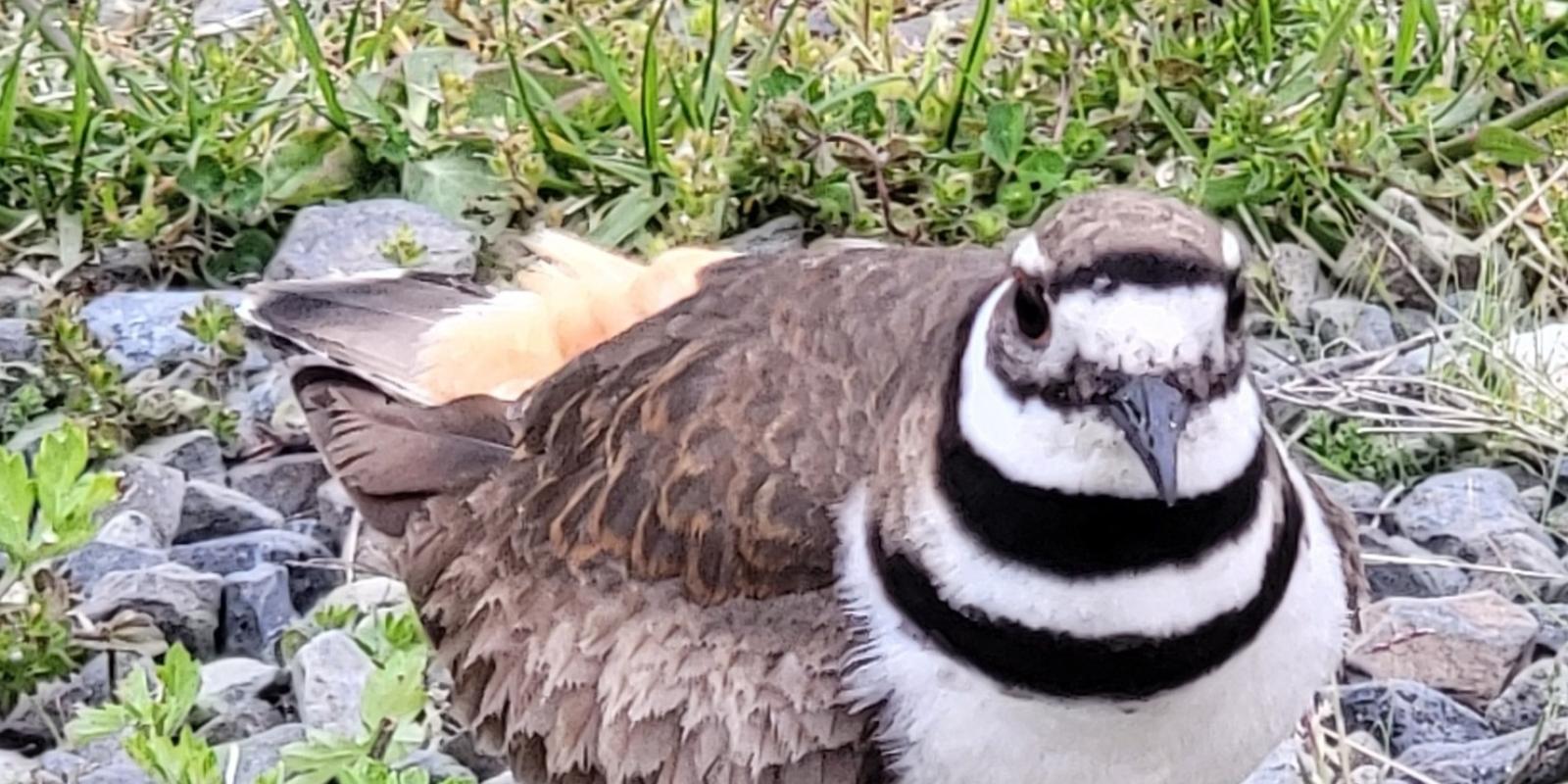 Killdeer closeup