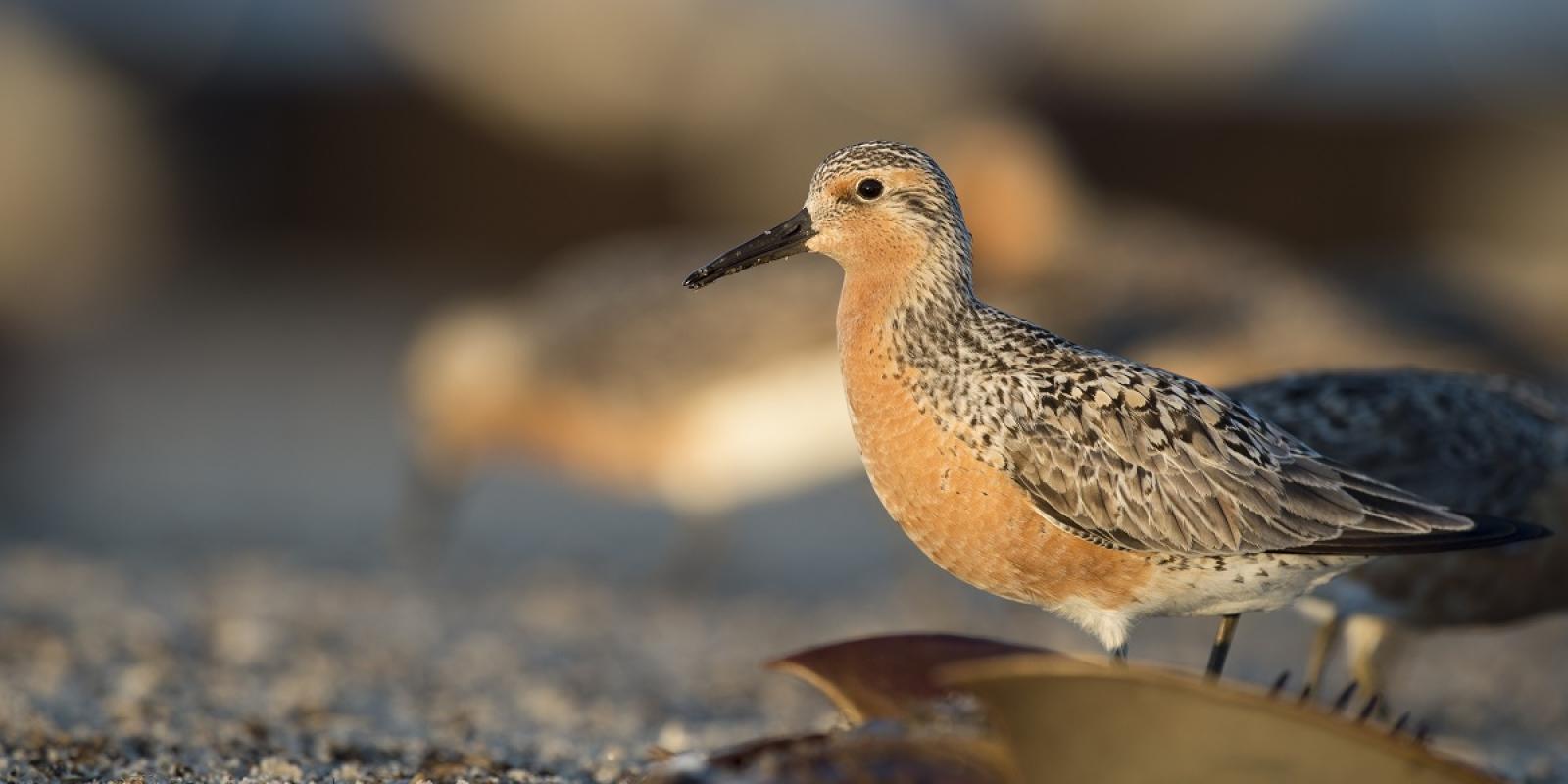 Red Knot standing over a flipped horseshoe crab