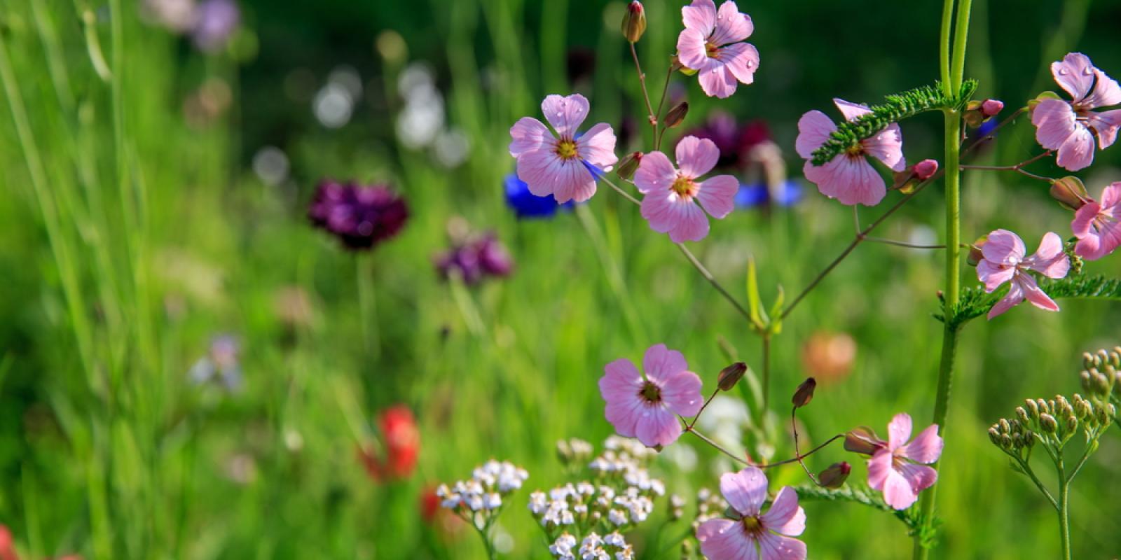 Wildflowers Near the Ferry