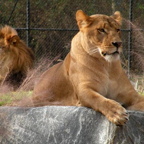 Pair of African Lions at the Cape May County Zoo