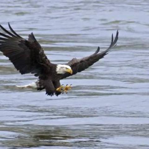 Bald Eagle