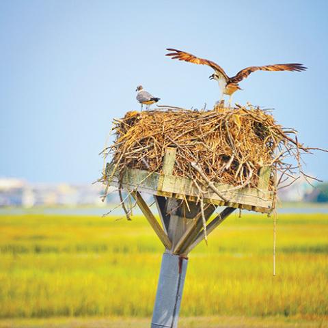 Ospreys nesting in Cape May County Wetlands