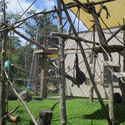 Moneys - such as lemurs - enjoy the beautiful day swinging in their enclosure in the shade