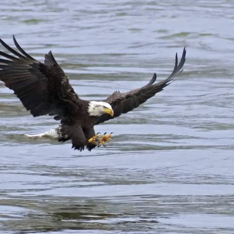 A Bald Eagle soars over the Delaware Bay as seen from the Cape May Lewes Ferry