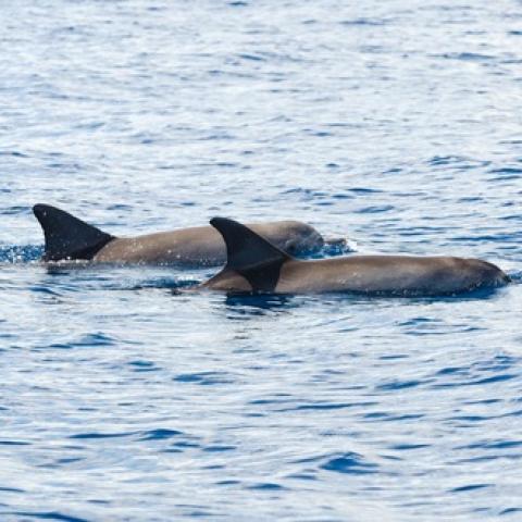 Dolphins swimming in the Delaware Bay