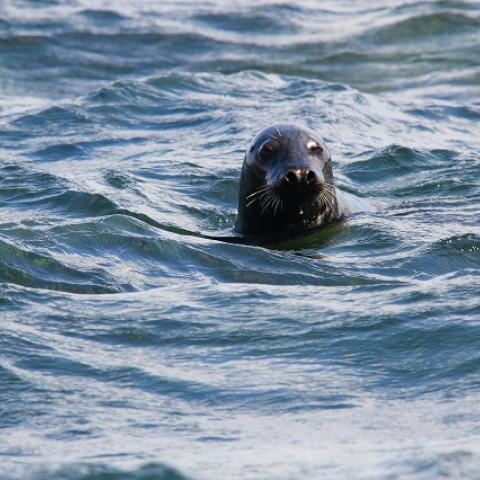Delaware Bay Seals seen from the Cape May Lewes Ferry