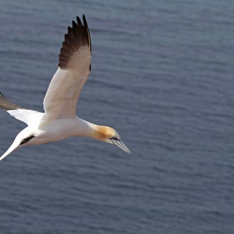 A Gannet flies above the water