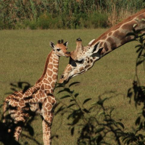 giraffes at the cape may county park and zoo