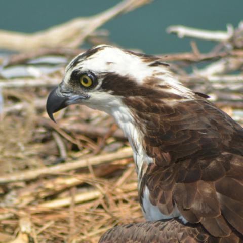 Osprey nesting near the Lewes terminal in Lewes, DE