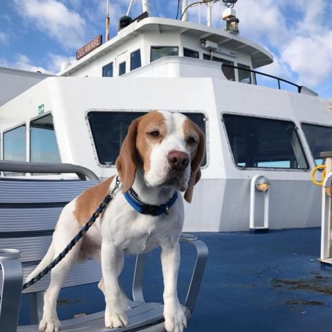 Dog standing nicely on chair riding the Ferry