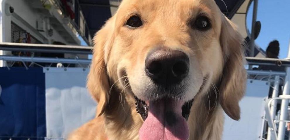 Bright, a Golden Retriever, sails aboard the Cape May-Lewes Ferry