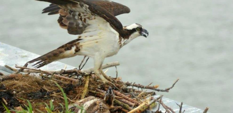 Ferry Osprey