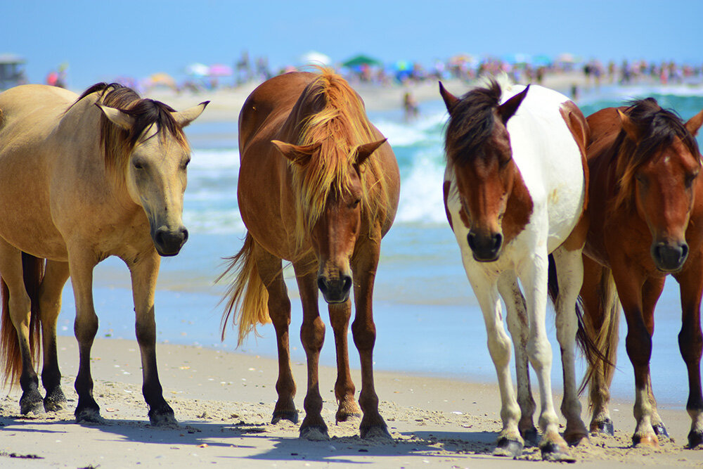 Beautiful horses trotting around the shore at Assateague Island National Seashore