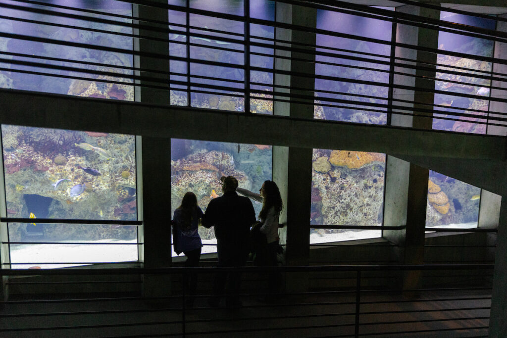 Family looking through the glass at an aquarium to view sea life