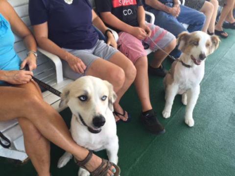 Two dogs sit on the deck of the Cape May - Lewes Ferry with their owners