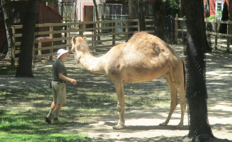 Take the Ferry from Lewes for this Cape May County Zoo Excursion