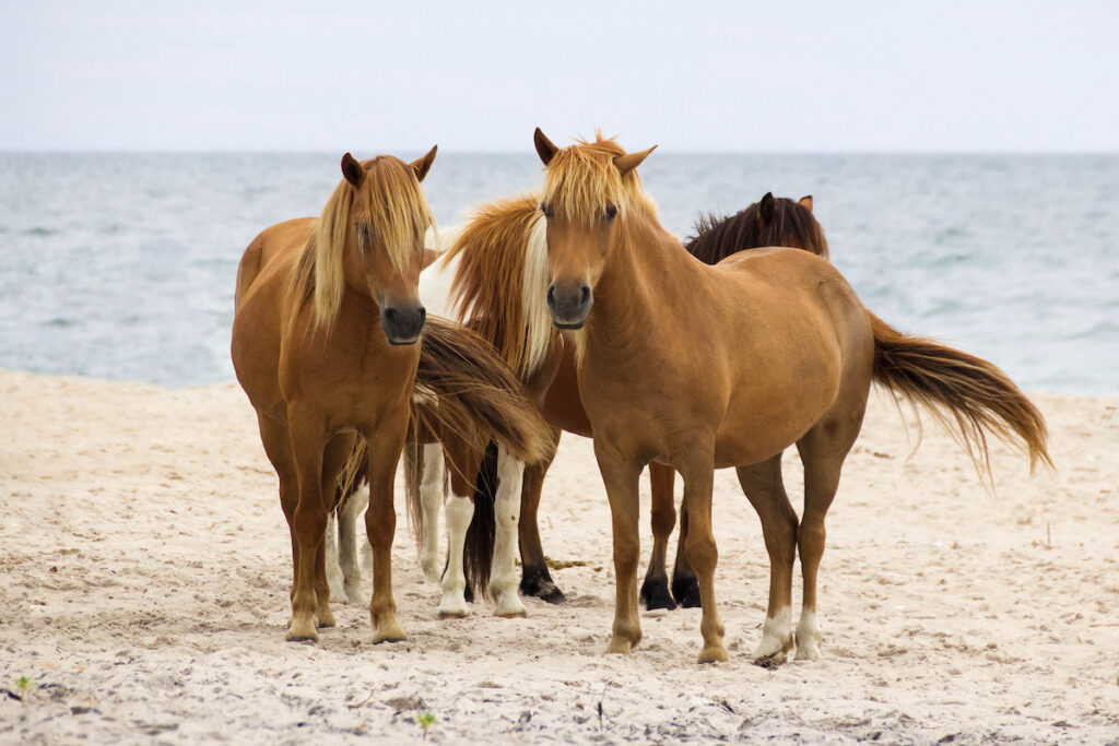 Wild Horses of Assateague National Seashore stand on the beach in front of the ocean near Ocean City Maryland