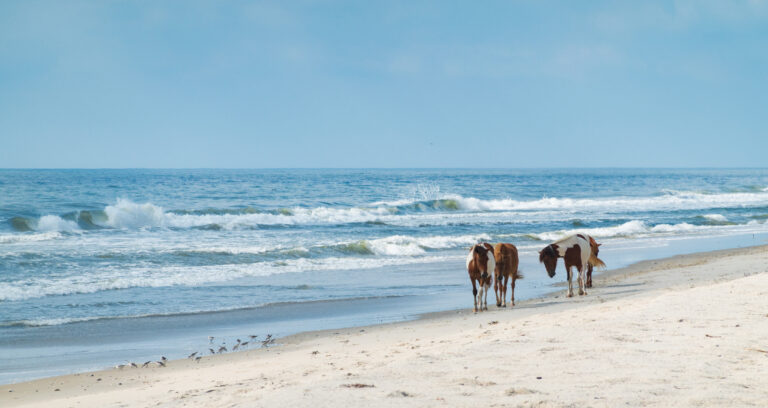 Horses roam the beaches near Ocean City Maryland and Assateague Island where wild horses live and breed