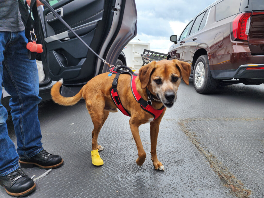 A dog walks on the car deck of the Ferry on a harness and leash with boots