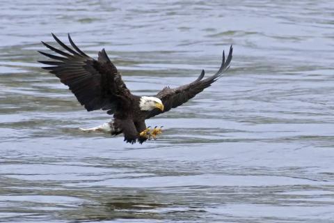 Bald Eagle