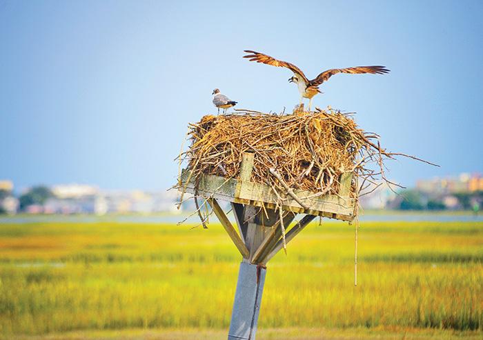 Ospreys nesting in Cape May County Wetlands