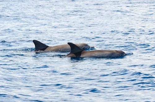 Dolphins swimming in the Delaware Bay
