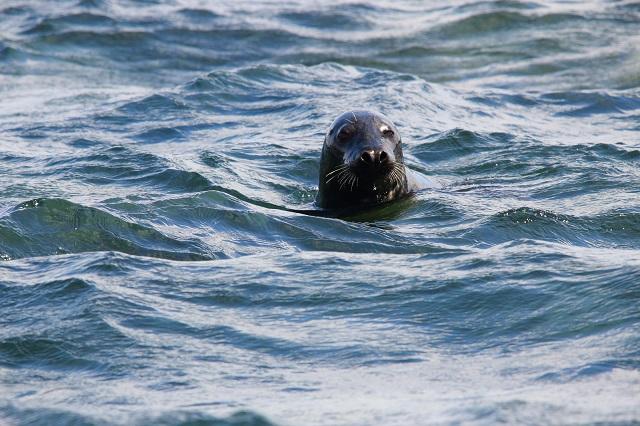 Delaware Bay Seals seen from the Cape May Lewes Ferry