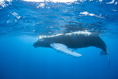 A whale swims under water